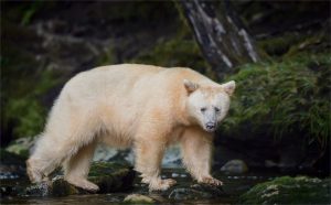 Pudsey Camera Club, Kermode Spirit Bear by Kirsty McLeod