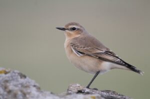 Close-up of a small bird perched on a rock with a blurred background.