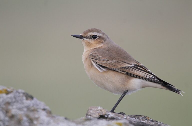 Pudsey Camera Club Member Image Close-up of a small bird perched on a rock with a blurred background.
