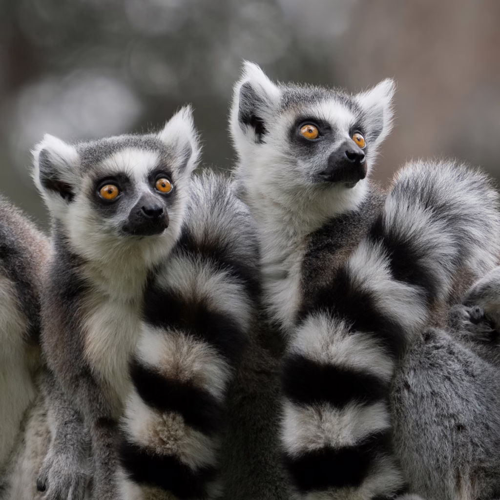 Ring Tail Lemurs by Larry Walker