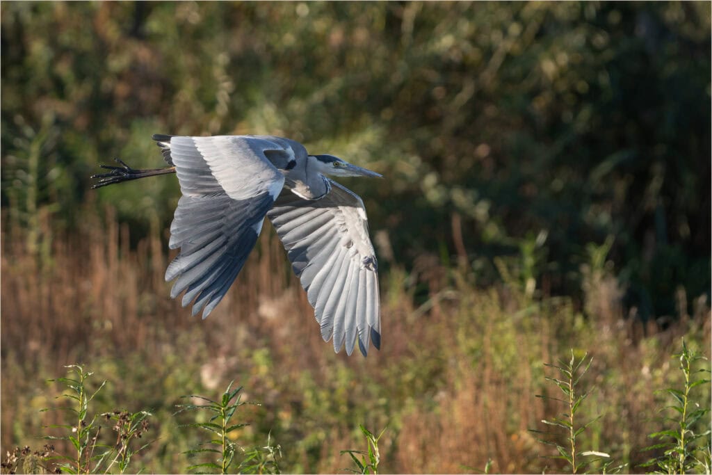 Pudsey Camera Club Member Image 38 JT Low Flyer, pudsey camera club