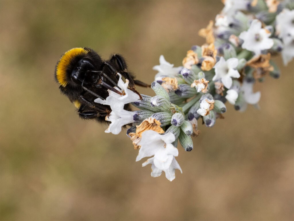 Pudsey Camera Club Member Image Bumble bee on white lavender, pudsey camera club