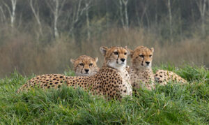 Mother and cubs, pudsey camera club