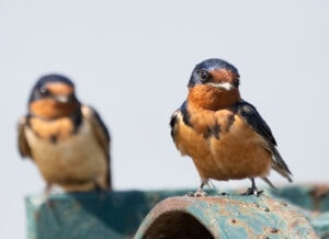 Two vibrant birds perched on a metal surface, with one in focus and the other blurred, Pudsey Camera.