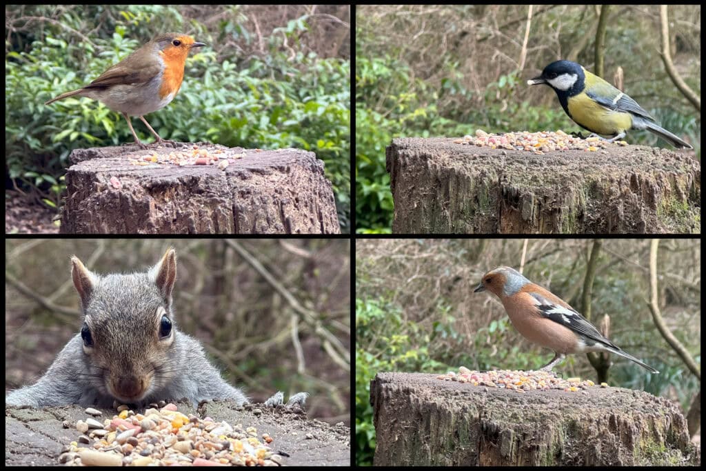 Birds and squirrel feeding on a tree stump at Pudsey Camera Club.