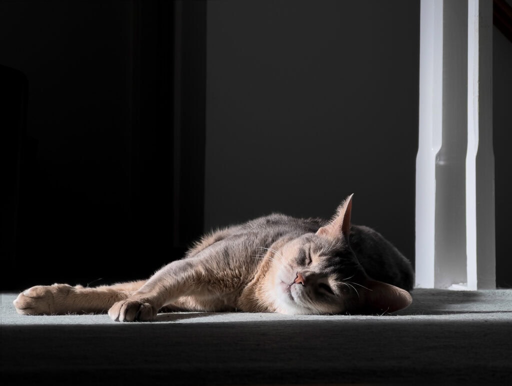 Relaxed cat lying on the floor, basking in sunlight, Pudsey Camera Club.