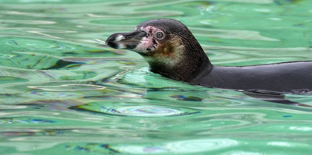 Penguin swimming in water, Pudsey Camera Club.