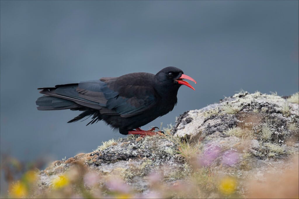 Black oystercatcher with red beak and legs on rocky coast, Pudsey Camera Club.