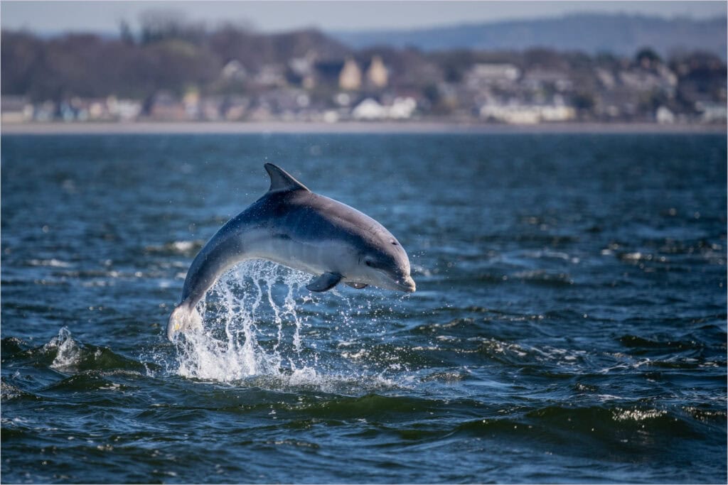 Dolphin jumping out of the ocean, showcasing agility and grace, Pudsey Camera Club.