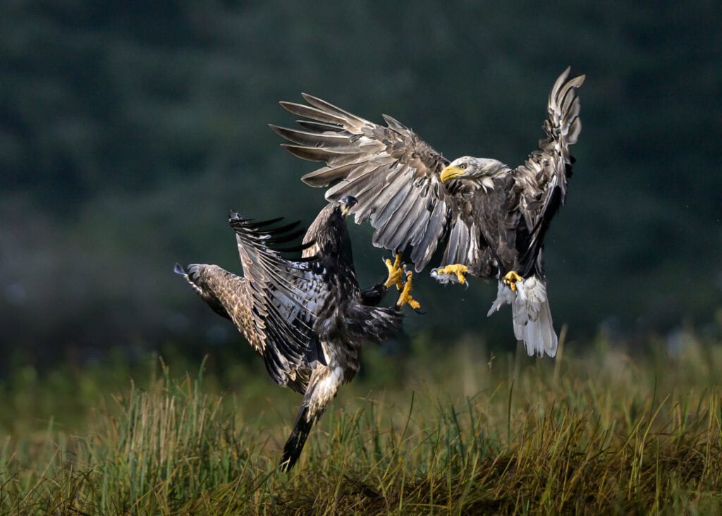 Two majestic eagles battling in mid-air for dominance, showcasing their powerful wings and talons at.