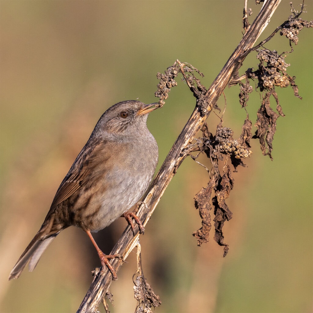 Small bird perched on dry branch with brown and gray feathers, Pudsey Camera Club.