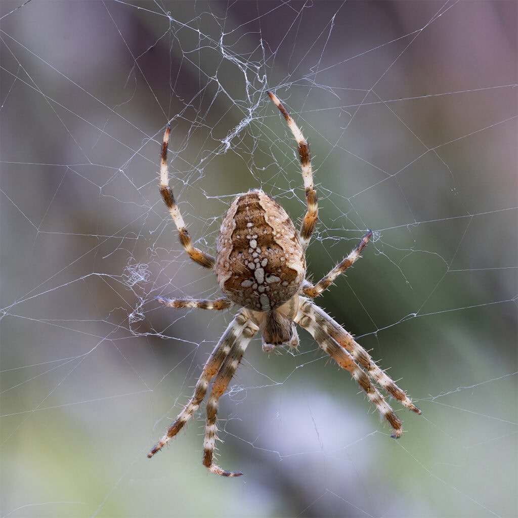 Detailed image of a spider on its web, showcasing intricate patterns and natural environment, Pudsey.