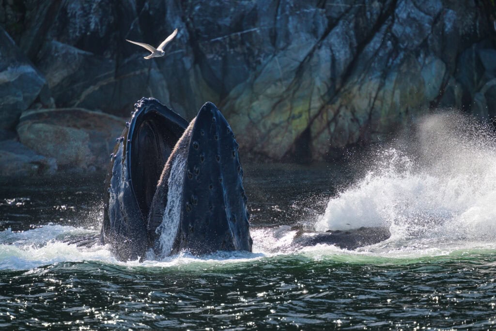 Humpback whale breaching the water surface with a seagull flying nearby, Pudsey Camera Club.