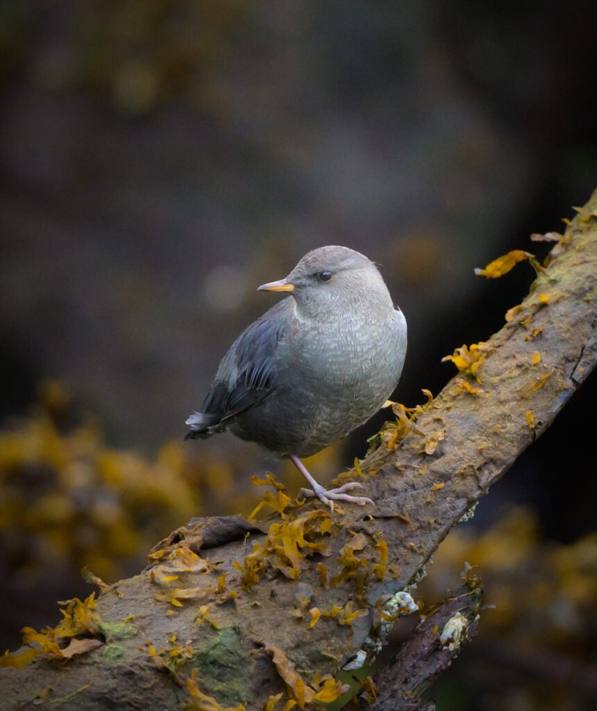 Grey Warbler perched on a branch with yellow moss, Pudsey Camera Club.
