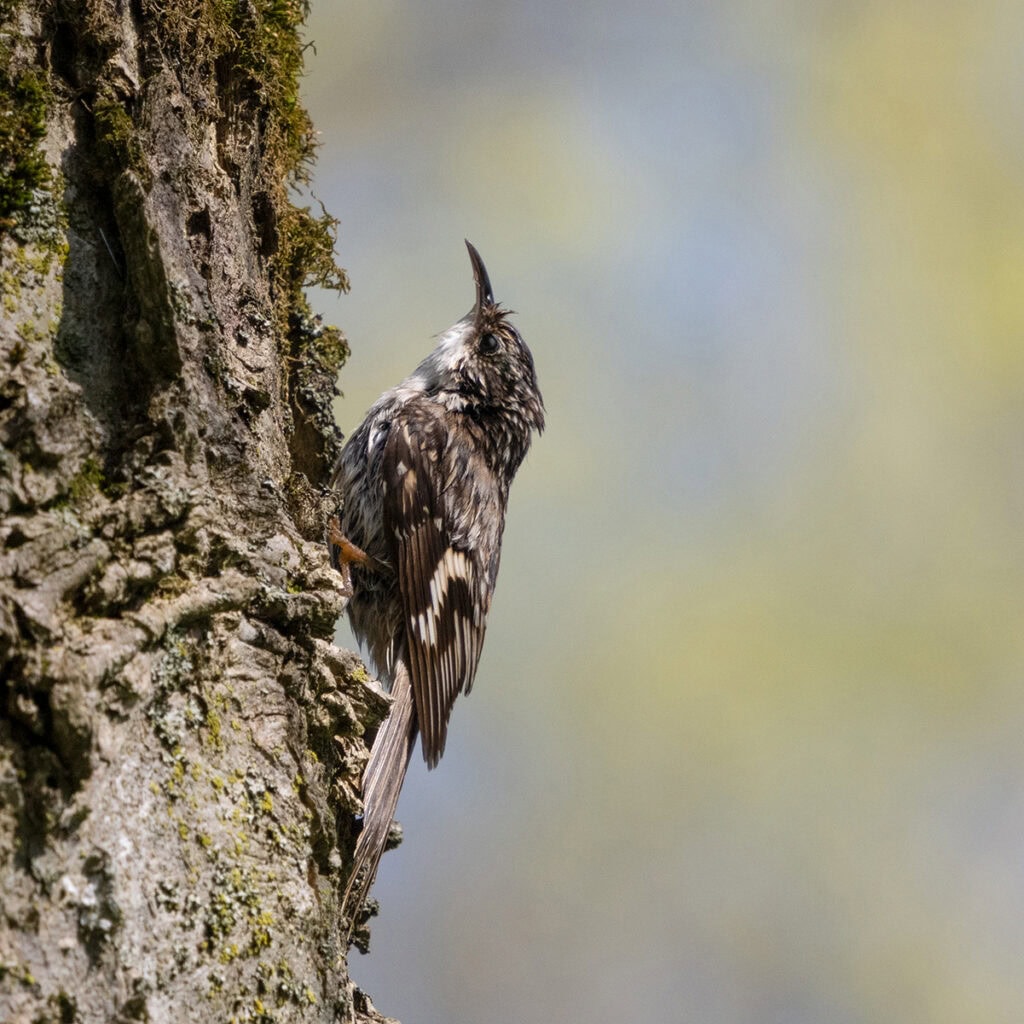 Pudsey Camera Club Member Image 00 LW Brown Creeper Ontario, pudsey camera club