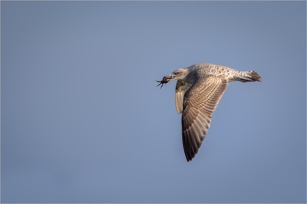 38 JT Catch of the day, pudsey camera club