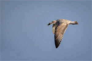 38 JT Catch of the day, pudsey camera club