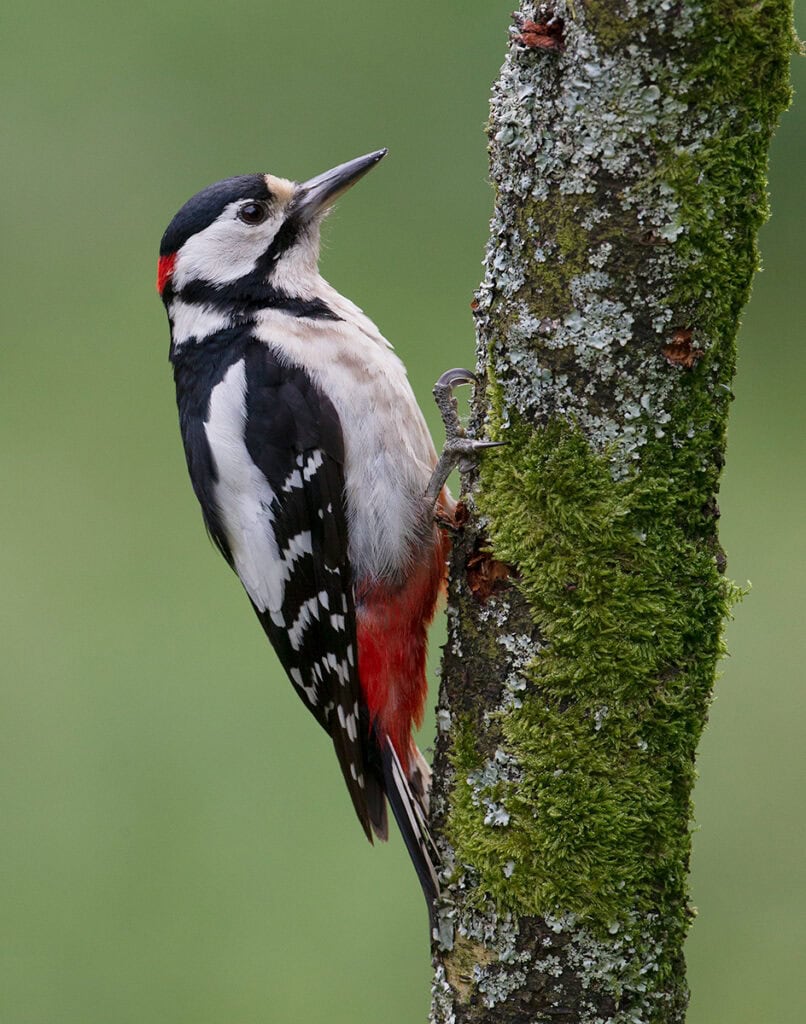 Pudsey Camera Club Member Image Male Greater Spotted woodpecker, pudsey camera club