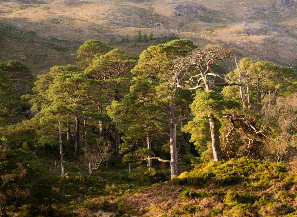Pudsey Camera Club Member Image Morning sun in Glen Docherty, pudsey camera club