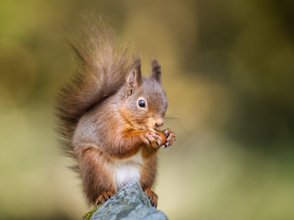 Portrait of Squirrel Nutkin, pudsey camera club