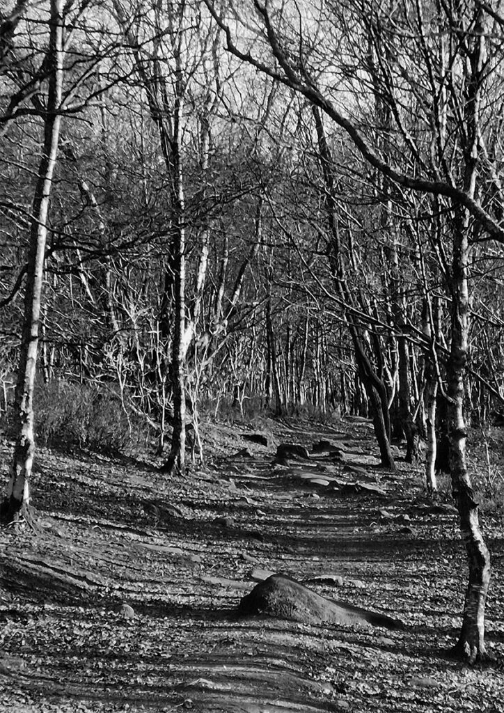 Pudsey Camera Club Member Image Print 02 PS Woodland Shadows, pudsey camera club